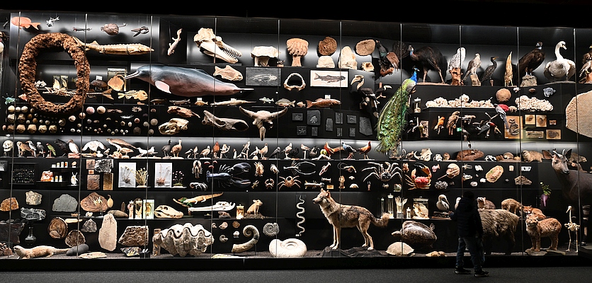 expo biodiversité Senckenberg