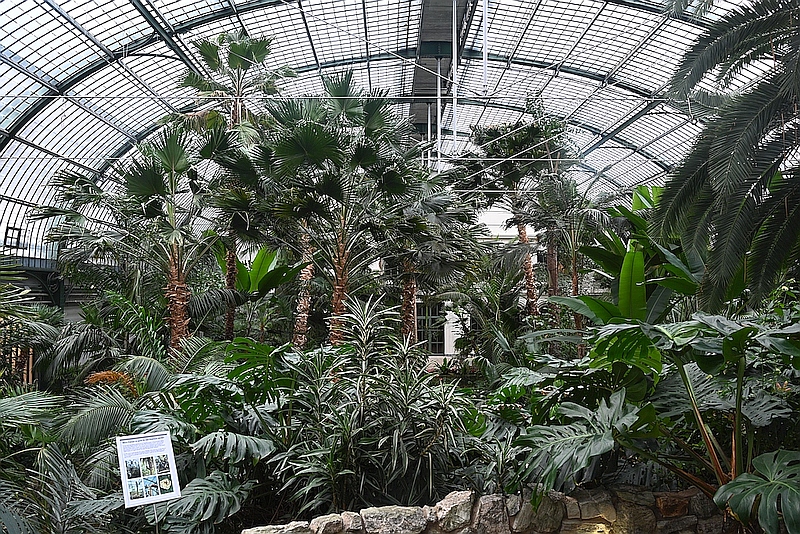 serre palmengarten