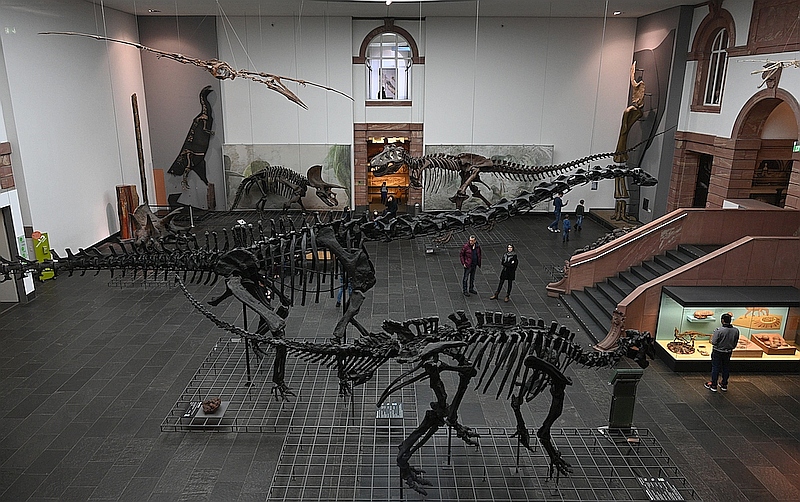 dinosaures