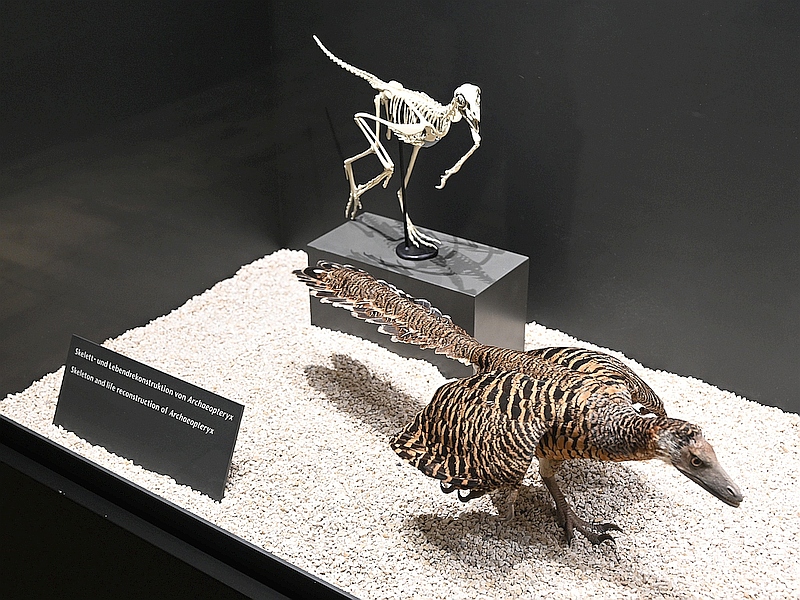 Archaeopteryx