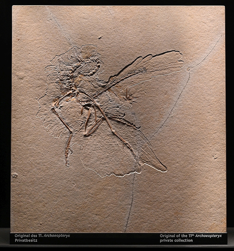 11e archaeopteryx