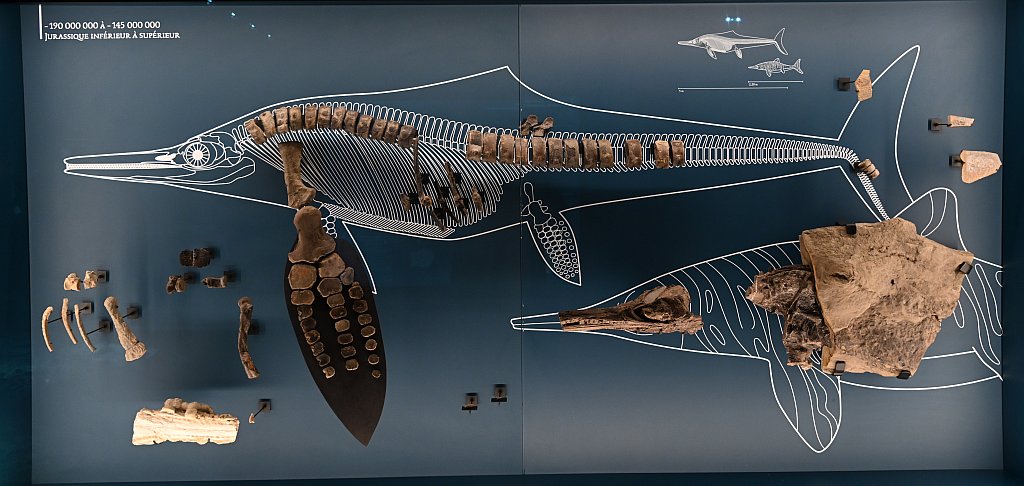 ichtyosaure