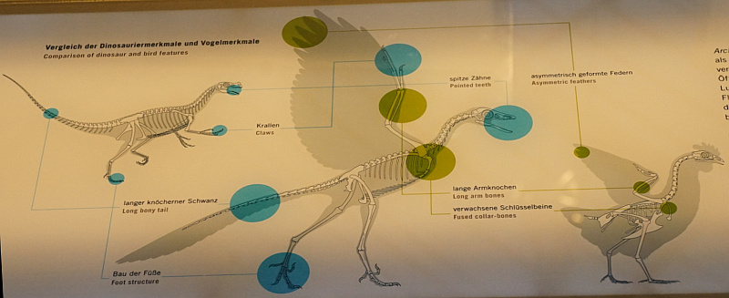 comparaison archaeopteryx oiseau/reptiles