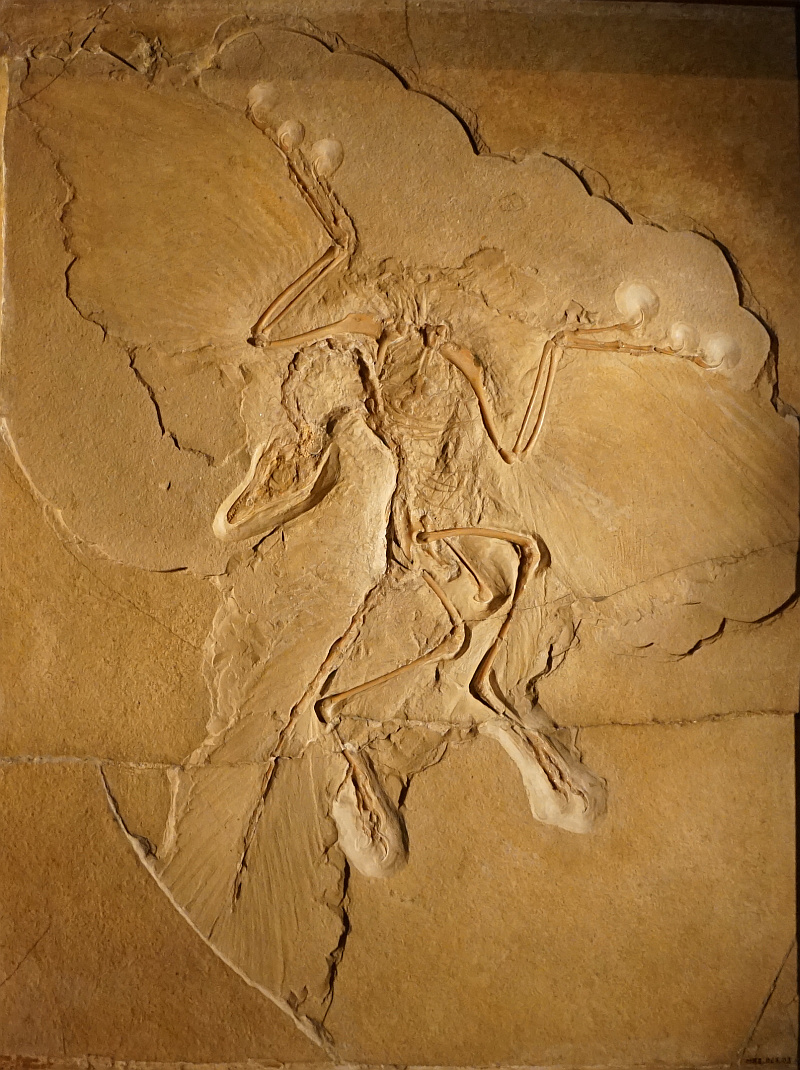 Archaeopteryx Berlin