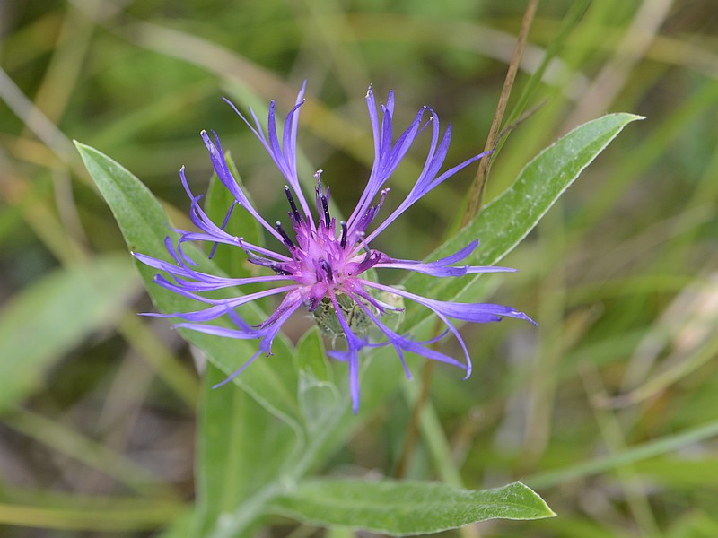 Centaurea trumpheti