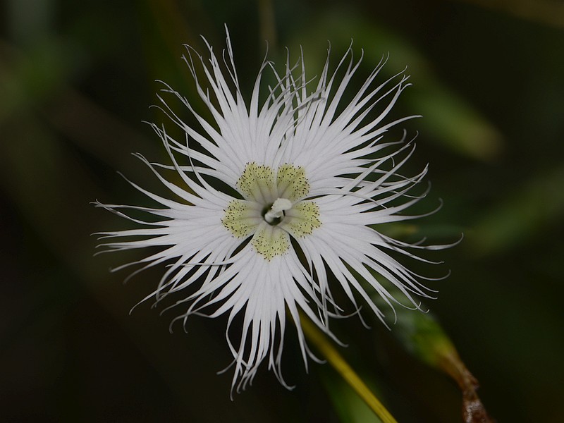 Dianthus cf superbus