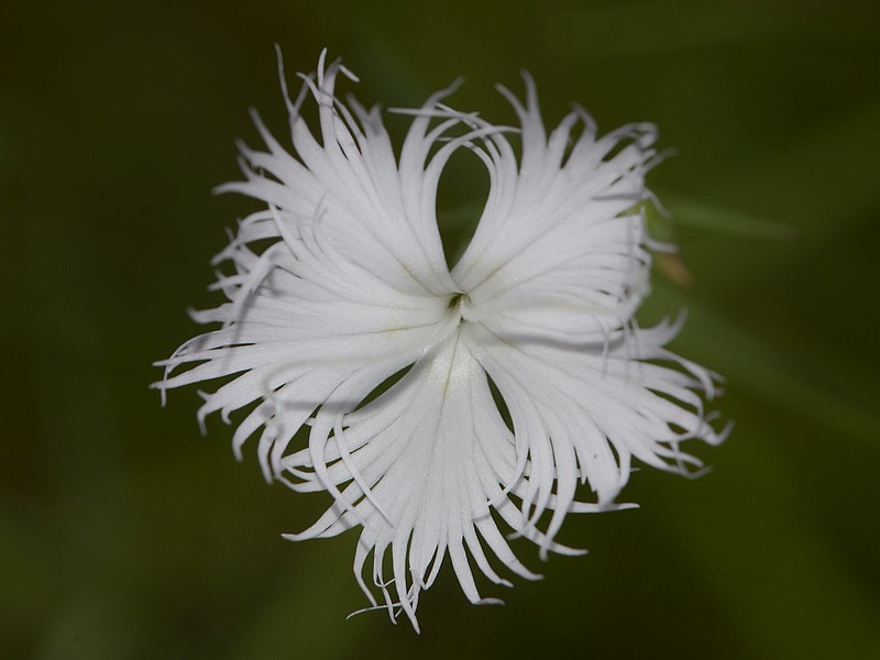 Dianthus plumarius