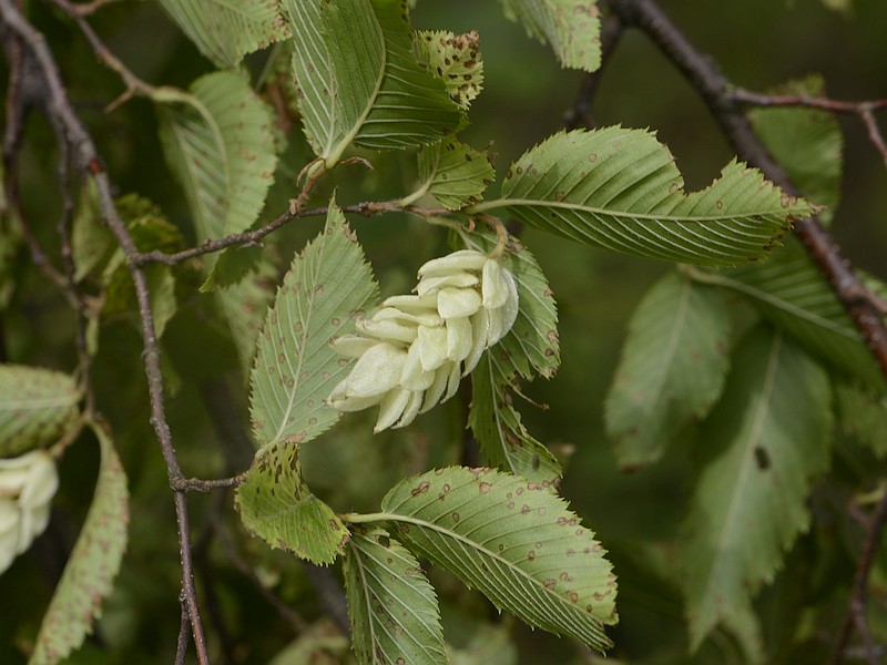 Ostrya