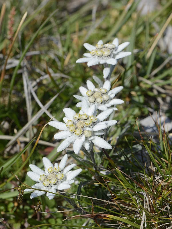 Leontopodium