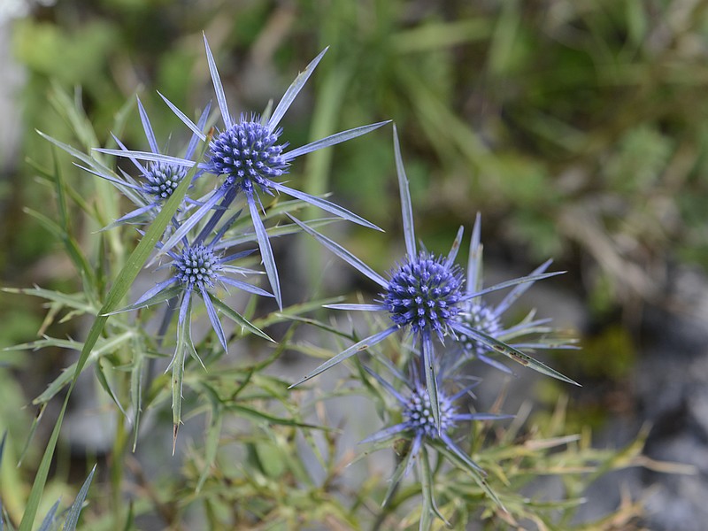 Eryngium amethystinum