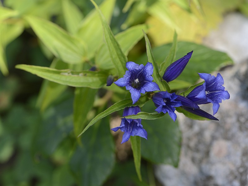 Gentiana asclepiadea