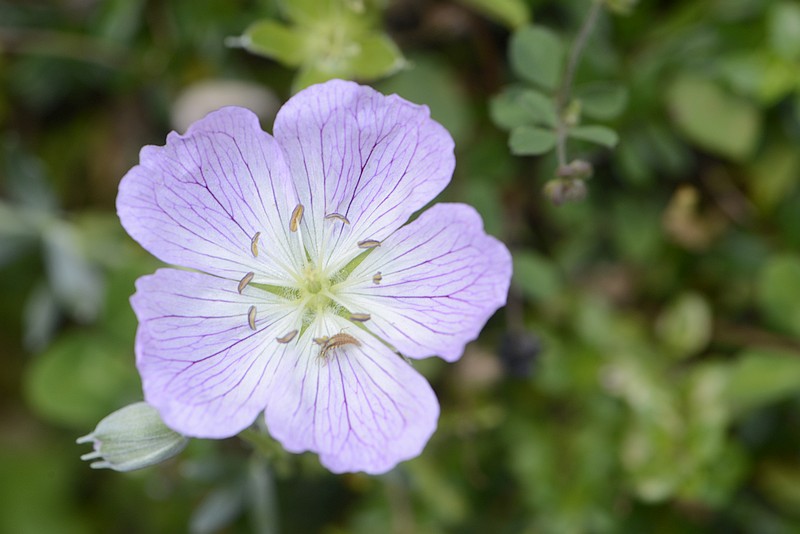 Geranium argenteum