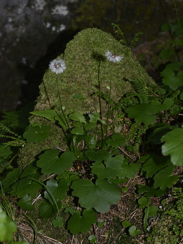 Homogyne sylvestris
