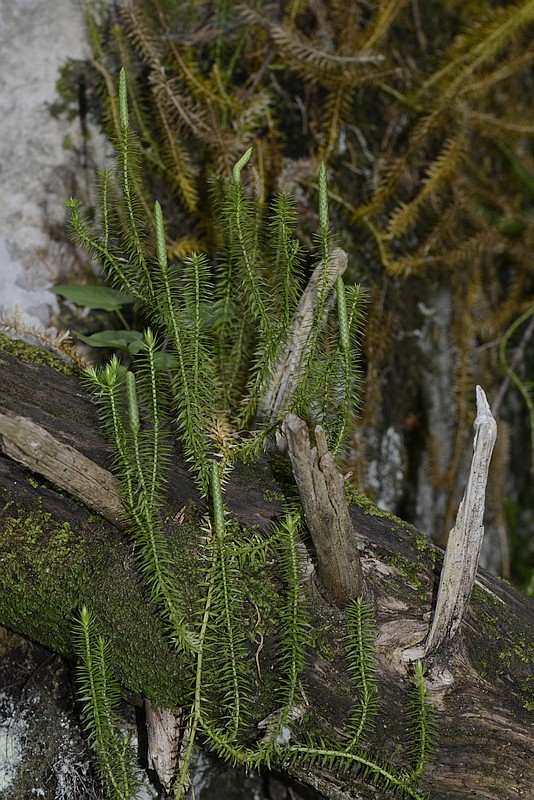 Lycopodium annotinum