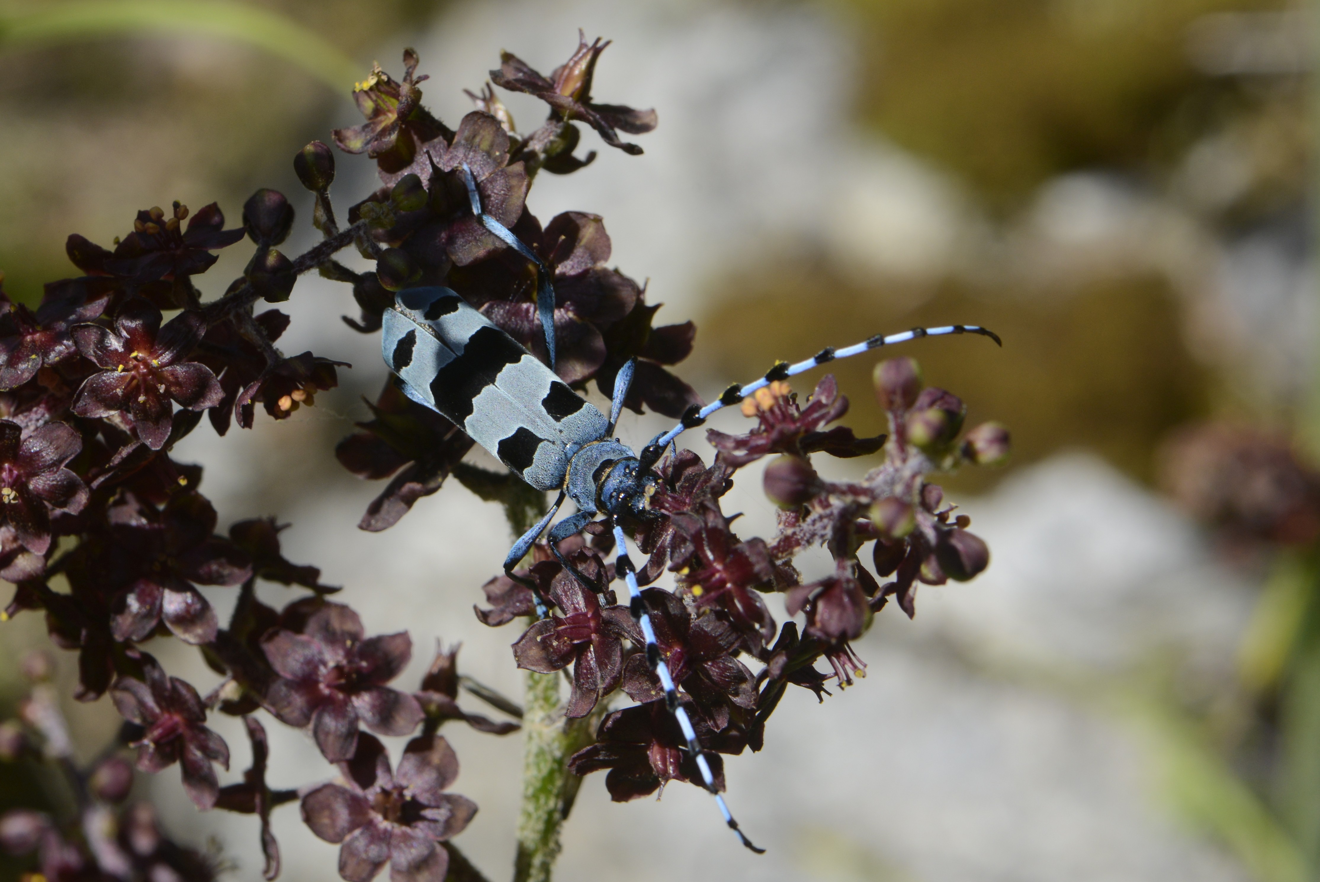 Rosalia alpina