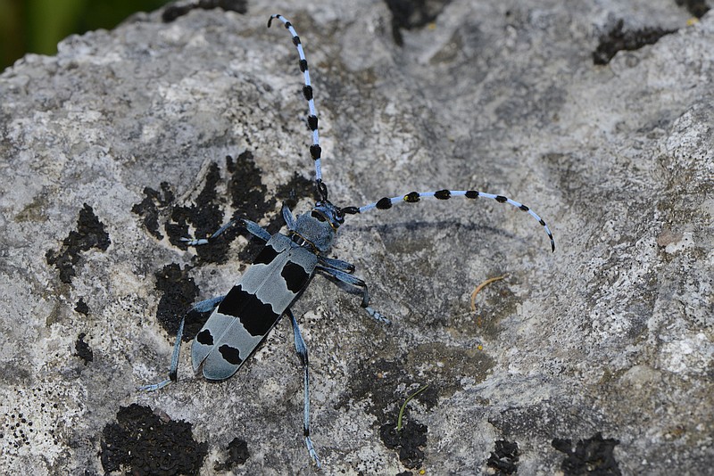 Rosalia alpina