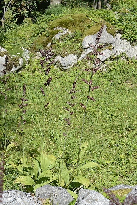 Veratrum nigrum