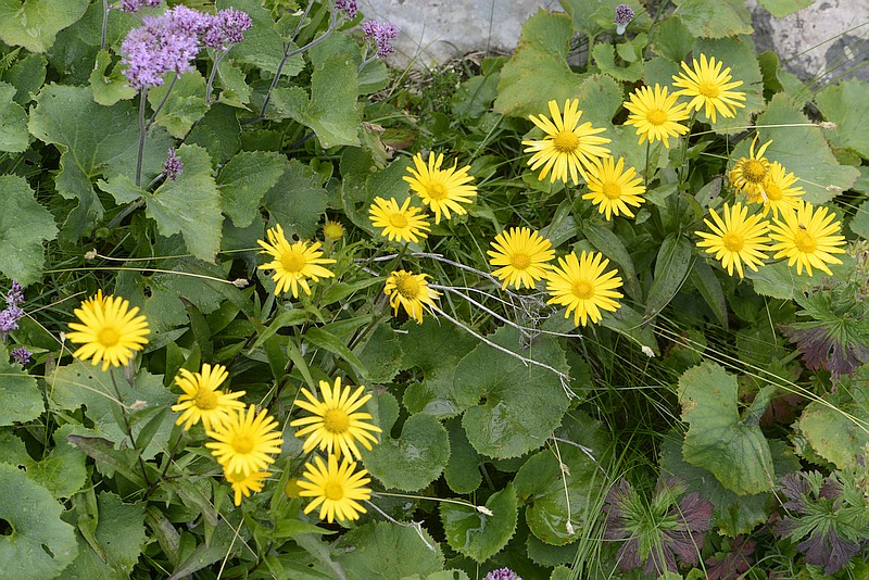 Inula cf hirta