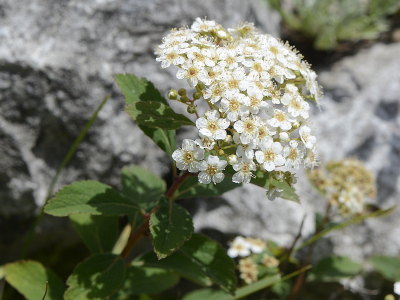 Spiraea decumbens