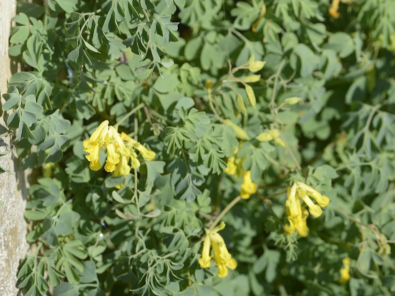 Corydallis lutea