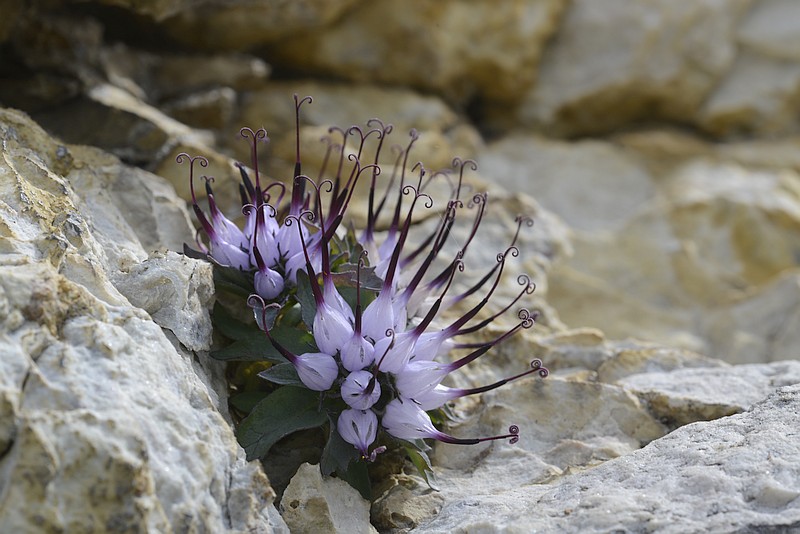 Physoplexis comosa