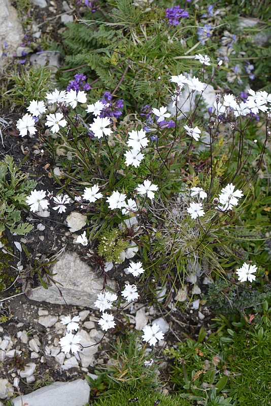Silene alpestris