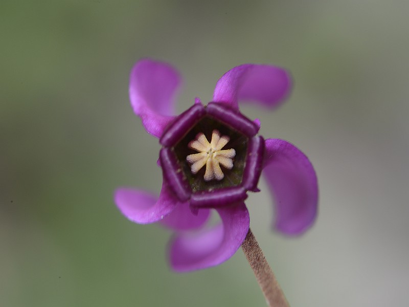Cyclamen europaeum