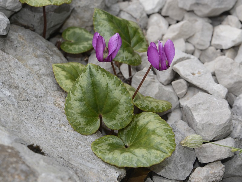Cyclamen europeum