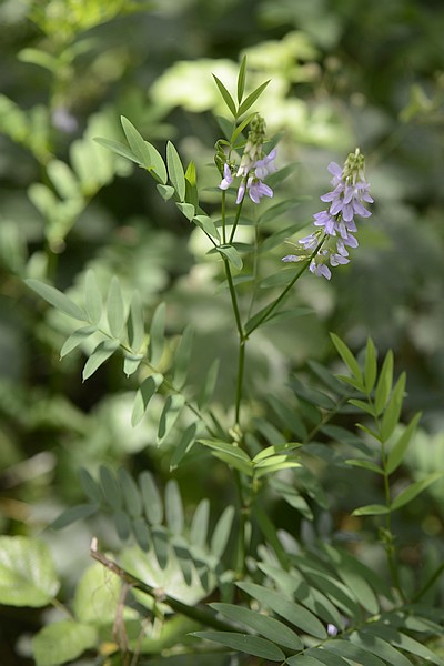 Galega officinalis
