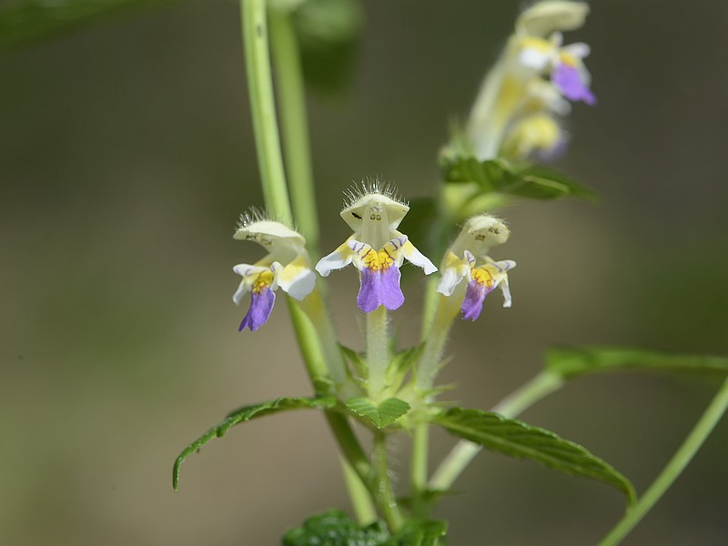Galeopsis speciosa
