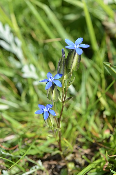 Gentiana utriculosa