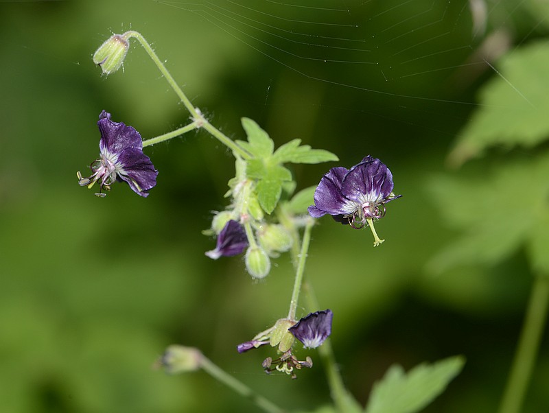 Geranium phaeum