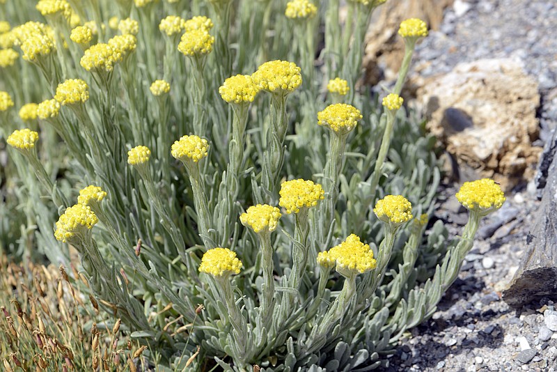 Helichrysum compactum