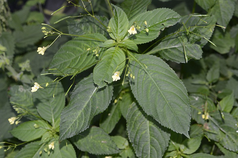Impatiens parviflora