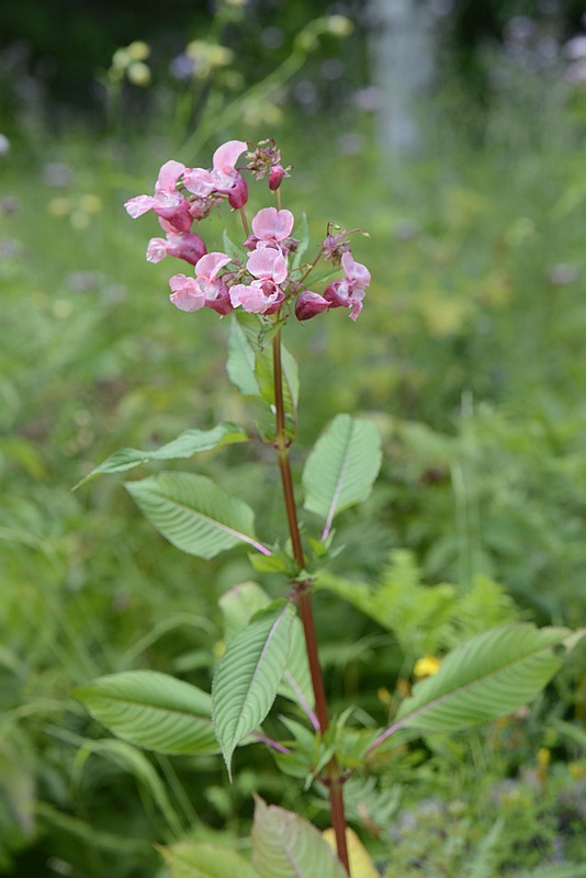 Impatiens rollei