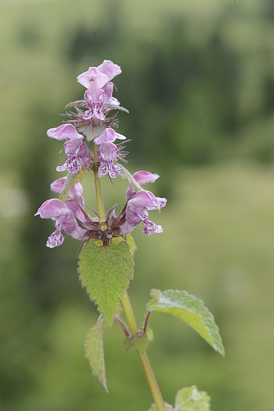 Lamium