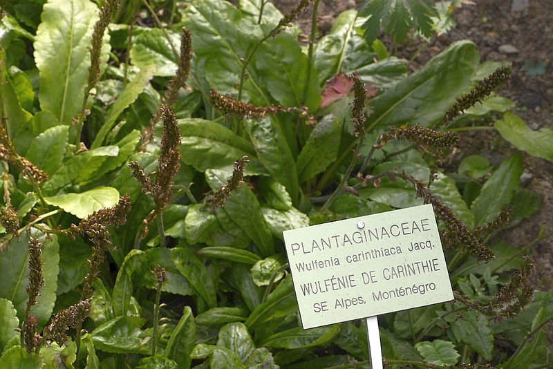 Wulfenia