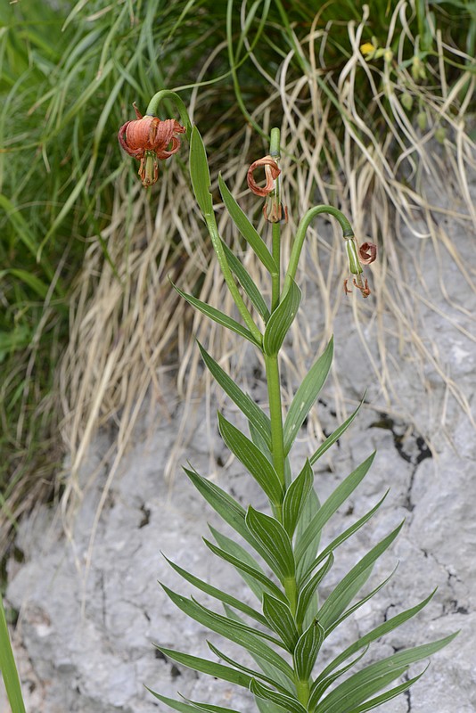 Lilium carniolicum