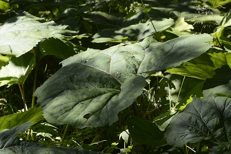 Petasites hybridus