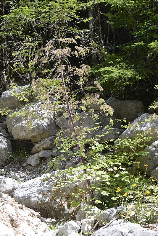 Peucedanum verticilare
