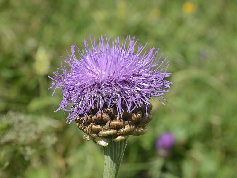Rhapontica scariosa