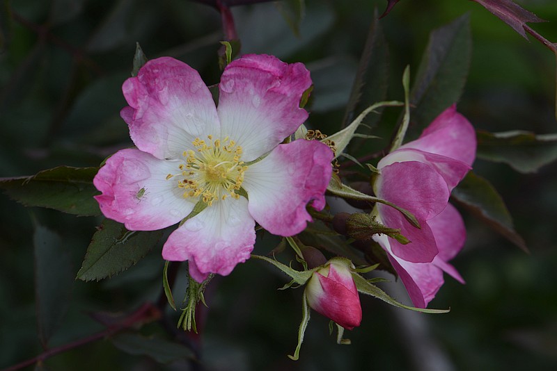 Rosa glauca