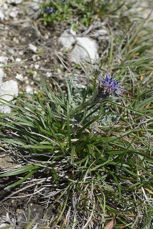 Saussurea pygmaea