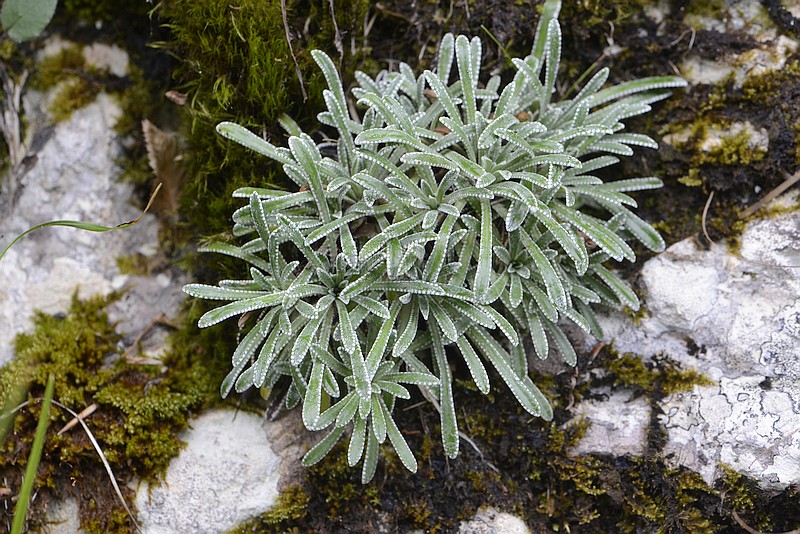 Saxifraga