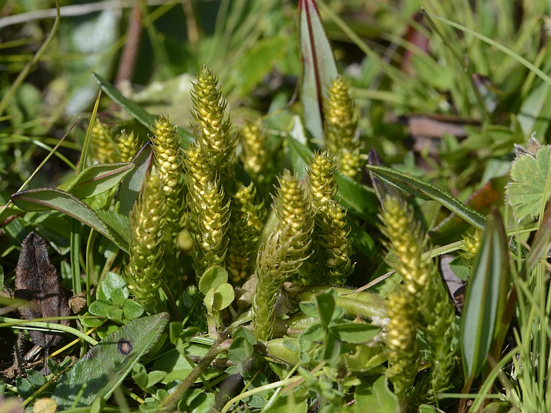 Selaginella selaginoides