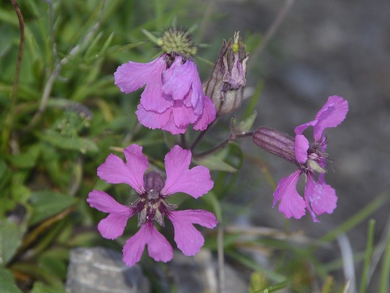 Silene elisabethae
