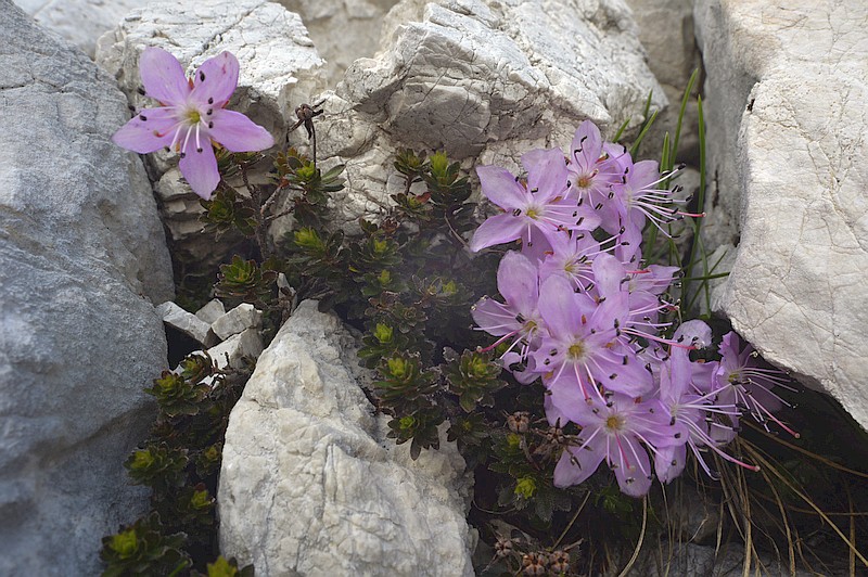 Rhodothamnus chamaecistus