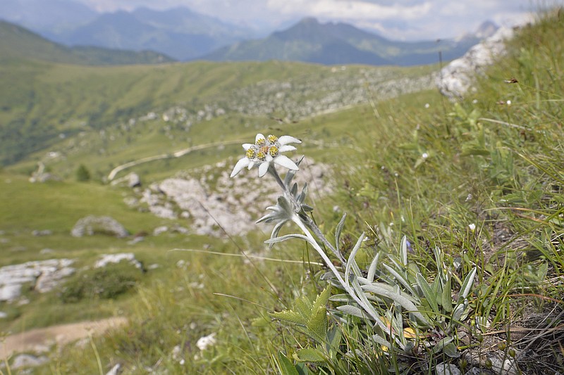Leontopodium