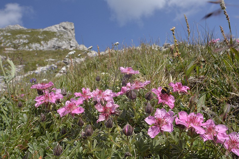Potentilla nitida