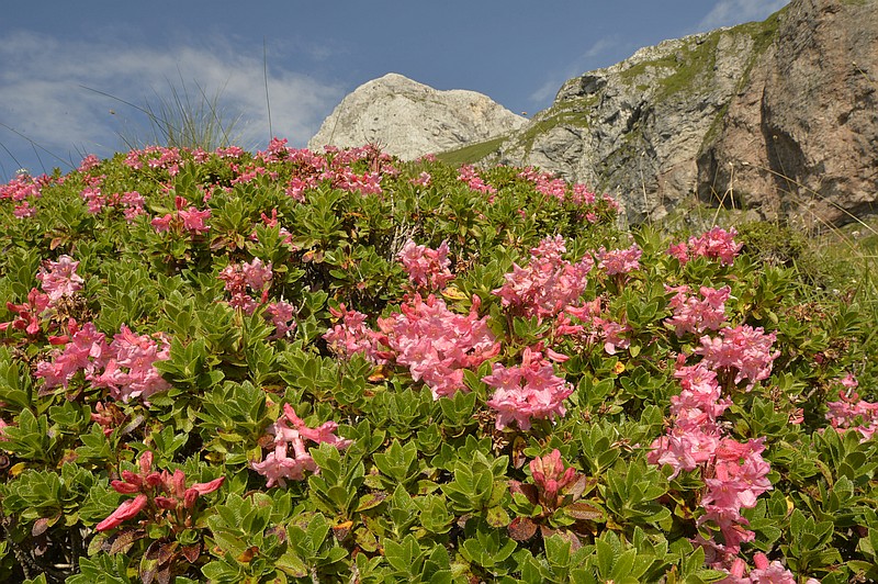 Rhododendron hirsutum